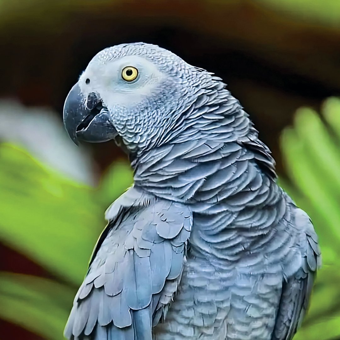 African grey parrot with sleek, layered silver-gray feathers, a black beak, and a piercing yellow eye, positioned in profile with green foliage blurred in the background.