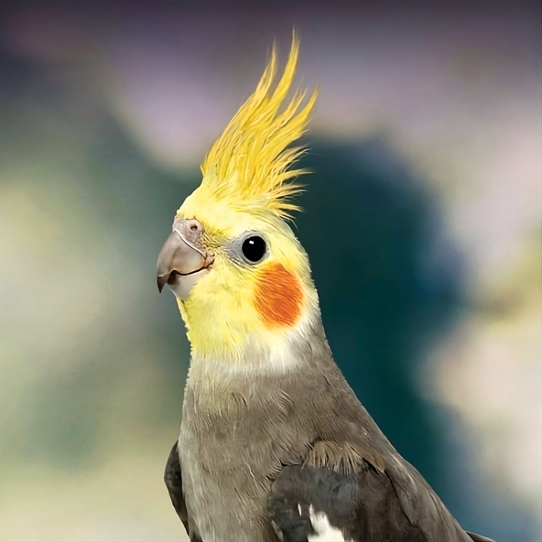 Cockatiel with a bright yellow crest, orange cheek patches, and gray body feathers, looking to the side against a soft, blurred background