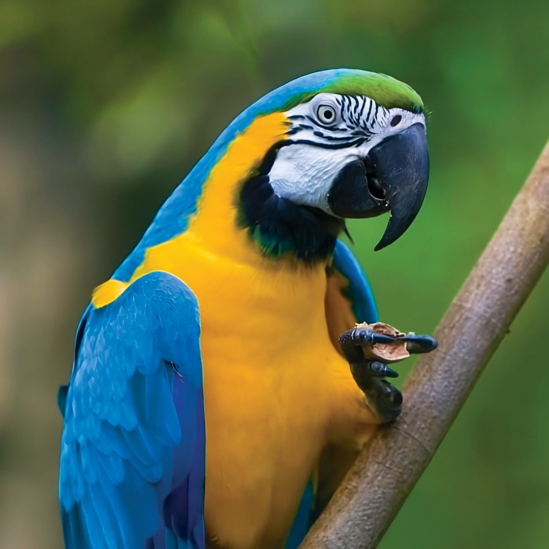 Blue and gold macaw perched on a branch, with vibrant blue and yellow plumage, a curved black beak, and a detailed side profile against a blurred green background