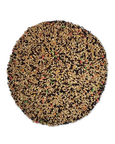 Vibrant mix of Sun Seed Vita Canary food, packed with tropical fruits, seeds, and veggies for healthy, colorful birds.