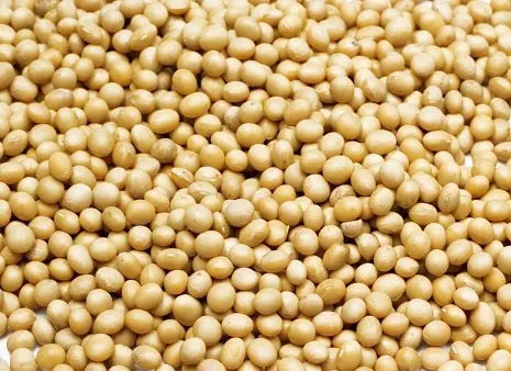 Vibrant pile of 35lb bulk soybeans, perfect as a nutritious treat or food additive for your bird's diet.