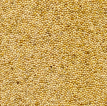 Vibrant pile of 20lb white proso millet, showcasing tiny, creamy-white seeds packed with nutrients for wild birds.