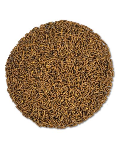 Small, round Roudybush Daily Maintenance Mini pellets in a 22oz bag, specially formulated for pet birds like Cockatiels.