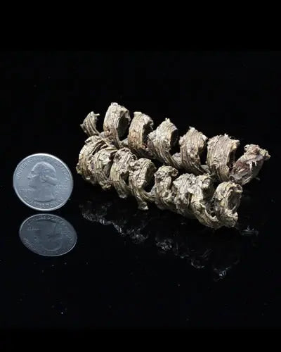 Vibrant, natural Curly Tail Springs crafted from Asian Palmyra palm, showcasing a wiry, curly texture for bird-safe fun.