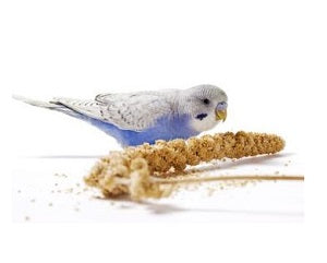 Vibrant custom food bundle for small birds like Parrotlets and Cockatiels, featuring premium food and a fun monthly toy.