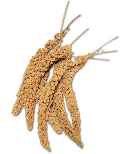 Golden Spray Millet in a 25lb box, showcasing vibrant, sun-dried clusters of premium, handpicked millet grains.