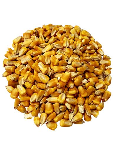 Vibrant pile of whole corn kernels, showcasing their golden hue and natural texture, perfect for foraging or as a nutritious treat.