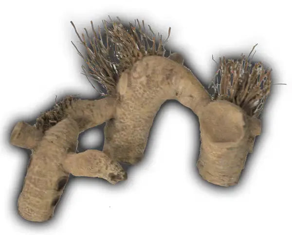 Medium Spider Root A&E Cage Co