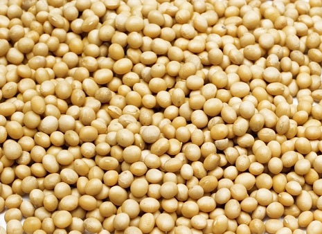Vibrant pile of 35lb bulk soybeans, perfect as a nutritious treat or food additive for your bird's diet.