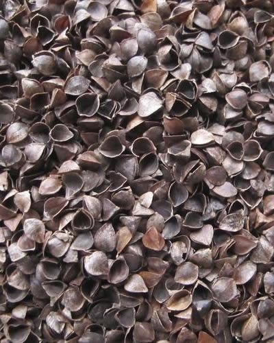 Vibrant pile of 20lb bulk buckwheat, showcasing its rich, earthy brown tones, perfect for a nutritious pet treat.
