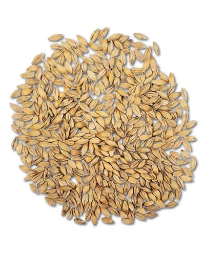 Close-up of 20lb bulk barley seed, ideal for birds, showcasing its golden-brown grains in a natural, textured pile.