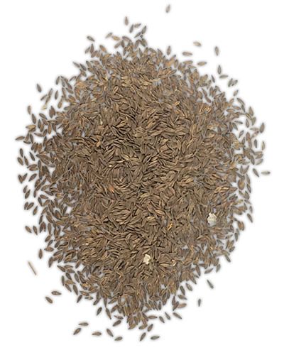 Close-up of 20lb bulk black lettuce seeds, perfect for birds, showcasing their tiny, dark texture in a heaping pile.
