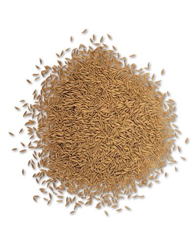 Close-up of 20lb bulk white lettuce seeds, ideal for birds, showcasing their tiny, pale texture in a large pile.