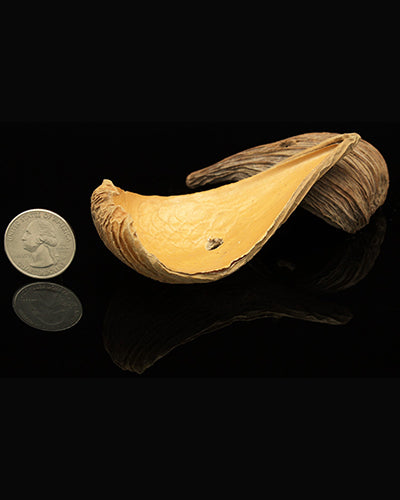 Two natural bird toy scoops with a rustic texture, measuring about 3.25 inches long and 2 inches wide, perfect for play.