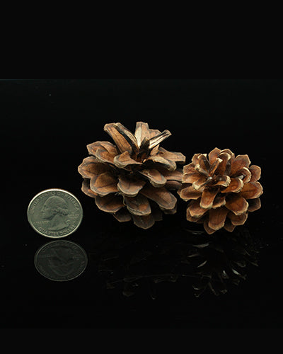 Tiny pine cones in a 4-pack, perfect as natural bird toy parts, ranging from 1.5 to 2 inches in length and width.