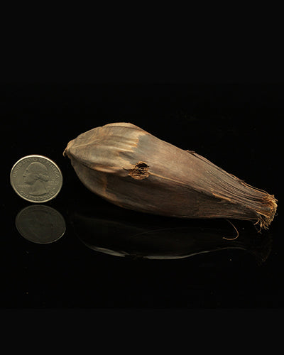 Mini Pod 2-pack of natural toy parts, showcasing their unique 2.5-inch by 1.75-inch textured, organic shapes.