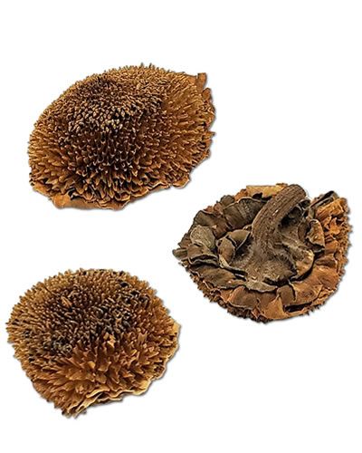 Bright and cheerful sunflower heads in a 3-pack, showcasing their natural golden petals and textured centers, perfect for crafting or decor.