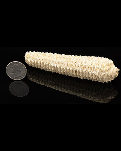 Fresh corn cob toy part, naturally textured, measuring about 5 inches long and 1.25 inches high, perfect for play.