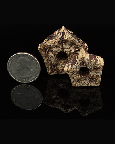 Detailed view of two pentagon-shaped natural toy parts, showcasing their unique textures and approximately 1.5-inch size.