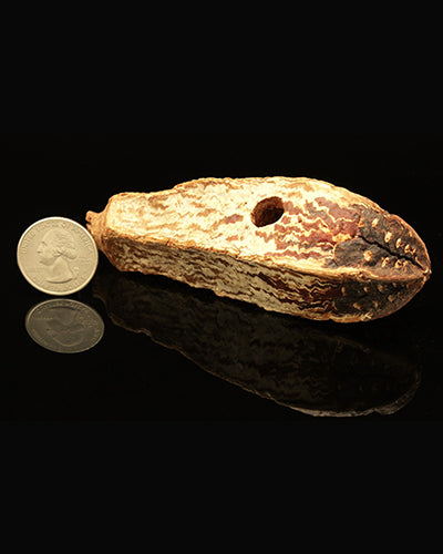 Close-up of a Mahogany Pod, a natural toy part, showcasing its unique 4-inch length and textured, earthy brown surface.