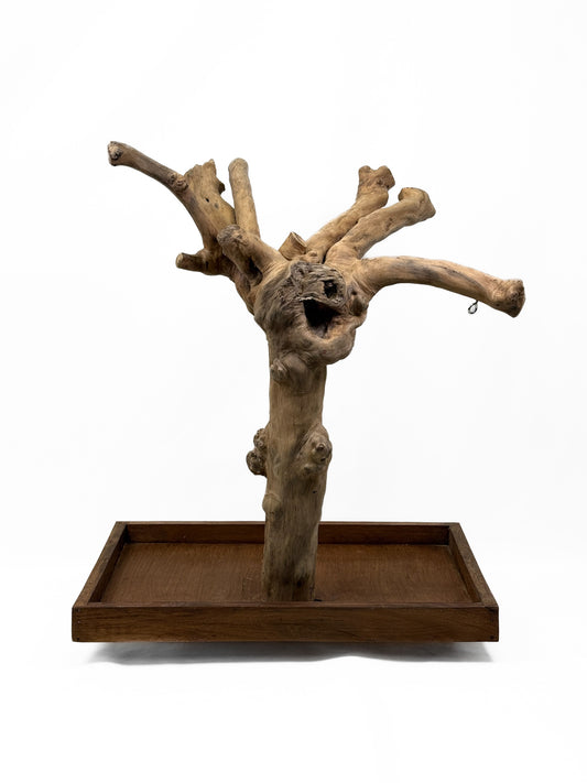 Natural Java Coffee Tree play stand for small to medium birds, featuring a sturdy 25-inch tall wooden design with a wide base.