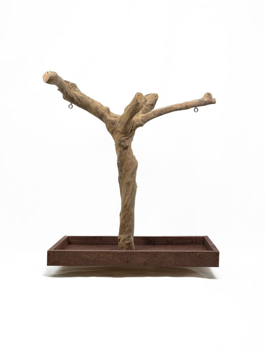 Vibrant Java Tree play stand crafted from a natural coffee tree, perfect for small to medium birds to perch and play.