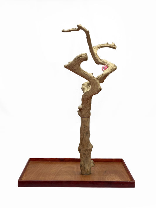 Natural Java Tree Bird Stand with anti-slip perch, toy hooks, and stainless steel bowls, ideal for medium to large birds.