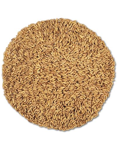 Whole oat groats in a pile, showcasing their natural, golden-brown hue, perfect as a protein-rich bird food.