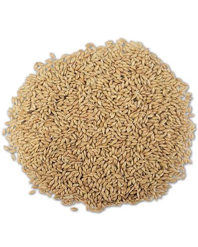 Vibrant canary seed in a loose pile, perfect for feeding pet birds with a wholesome, natural diet.