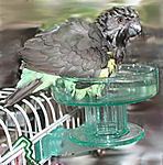 Quick Lock Bird Bath-Lixit 
