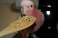 COOKABLE BIRD FOODS