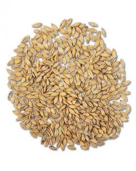 20lb Barley Seed - Bulk Ingredients
