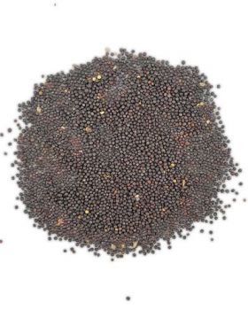 Canola Seed Per Lb.