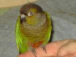 SMALL BIRD