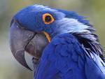 LARGE BIRD