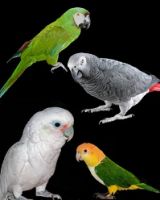 MEDIUM BIRD