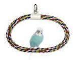 Sm Swing-N-Perch- JW Pet
