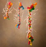 Baby Lacey - Avian Specialties 