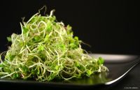 SPROUTING & SUPPLIES
